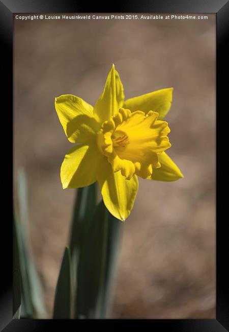 Daffodil in early spring Framed Print by Louise Heusinkveld