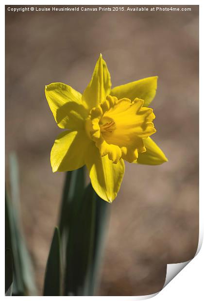 Daffodil in early spring Print by Louise Heusinkveld