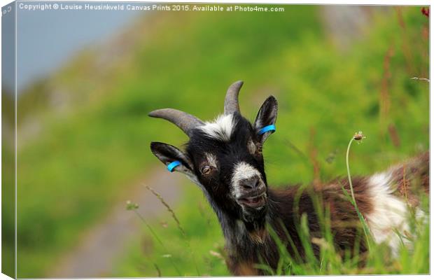 Lynton Goat, Valley of the Rocks, Exmoor Canvas Print by Louise Heusinkveld