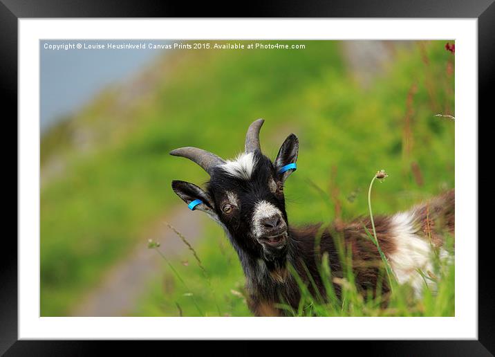 Lynton Goat, Valley of the Rocks, Exmoor Framed Mounted Print by Louise Heusinkveld