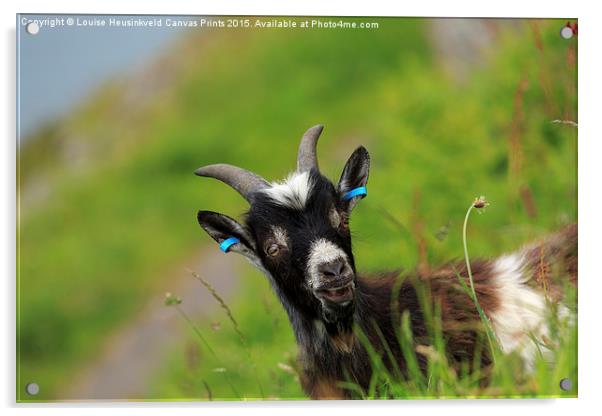 Lynton Goat, Valley of the Rocks, Exmoor Acrylic by Louise Heusinkveld