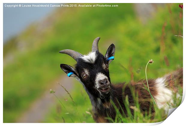 Lynton Goat, Valley of the Rocks, Exmoor Print by Louise Heusinkveld