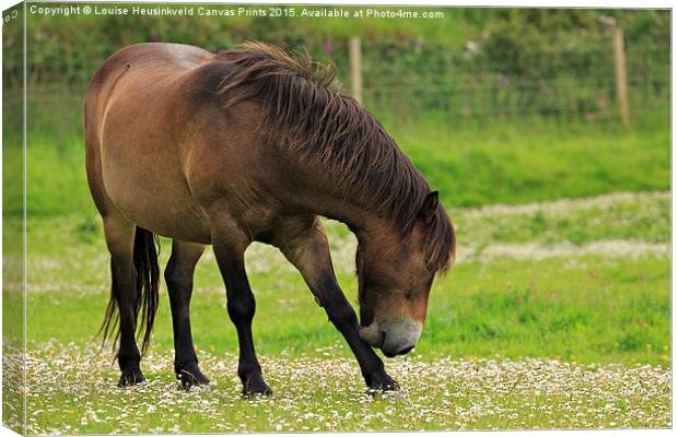 Exmoor pony grazing Canvas Print by Louise Heusinkveld