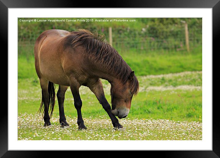 Exmoor pony grazing Framed Mounted Print by Louise Heusinkveld