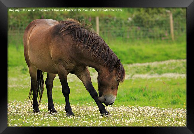 Exmoor pony grazing Framed Print by Louise Heusinkveld