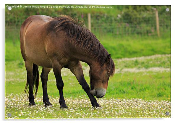 Exmoor pony grazing Acrylic by Louise Heusinkveld