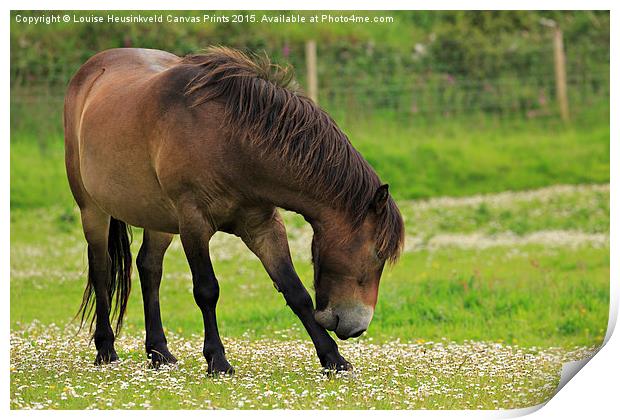 Exmoor pony grazing Print by Louise Heusinkveld