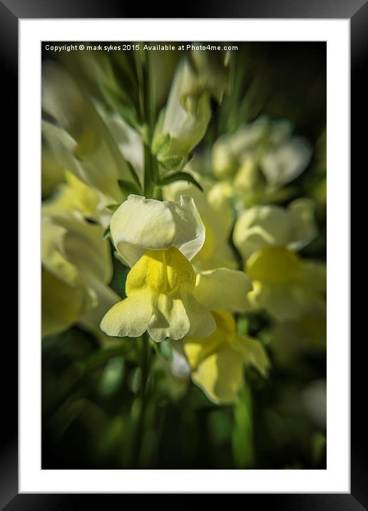 Abstract Macro Bloom Framed Mounted Print by mark sykes
