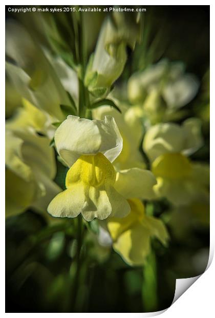 Abstract Macro Bloom Print by mark sykes