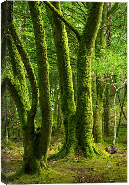  Mossy Trees Canvas Print by Brian Jannsen
