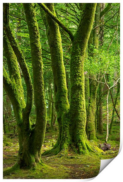  Mossy Trees Print by Brian Jannsen