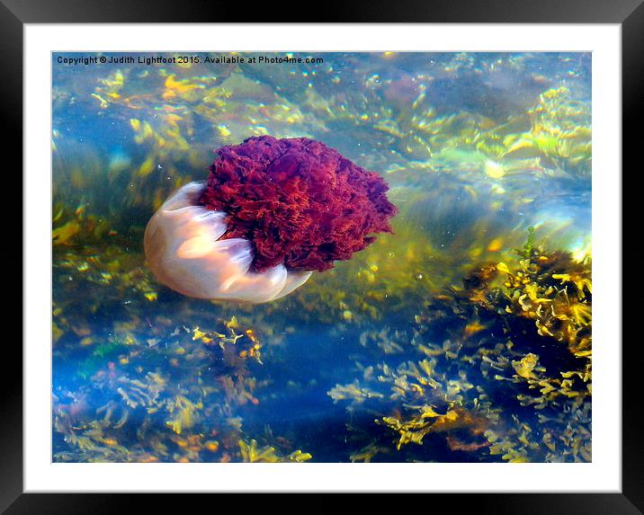  Jellyfish of the Isle of Bute Scotland Framed Mounted Print by Judith Lightfoot