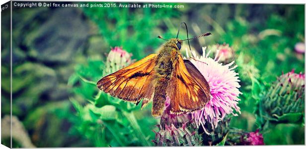  small skipper feeding Canvas Print by Derrick Fox Lomax