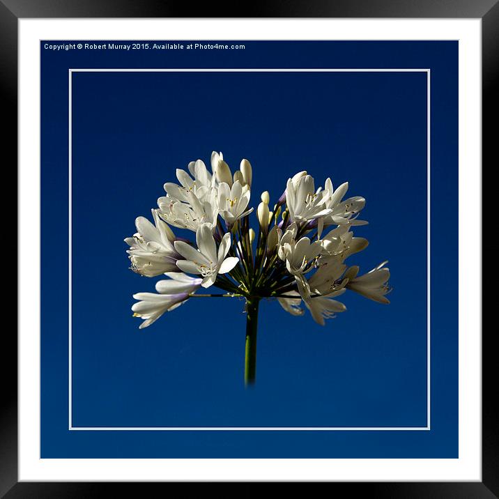  White Agapanthus Framed Mounted Print by Robert Murray