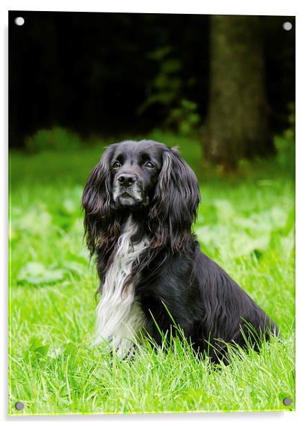  Cocker Spaniel Acrylic by David Martin