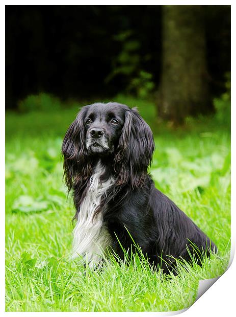  Cocker Spaniel Print by David Martin