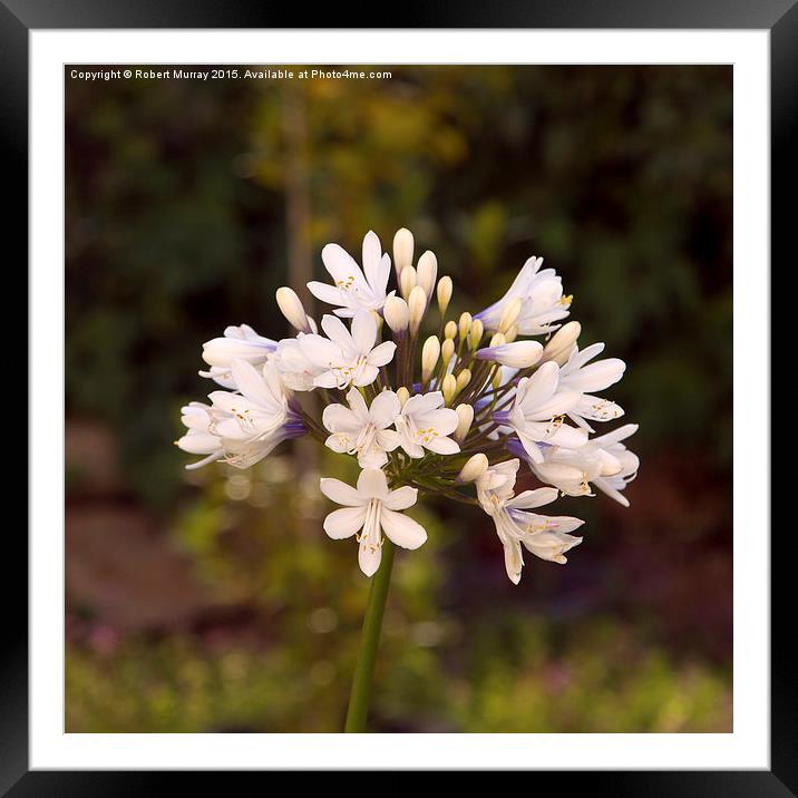 White Agapanthus 2  Framed Mounted Print by Robert Murray