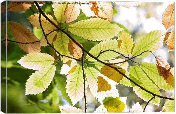 Autumn Leaves Canvas Print by Graham Custance