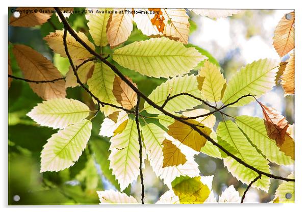 Autumn Leaves Acrylic by Graham Custance