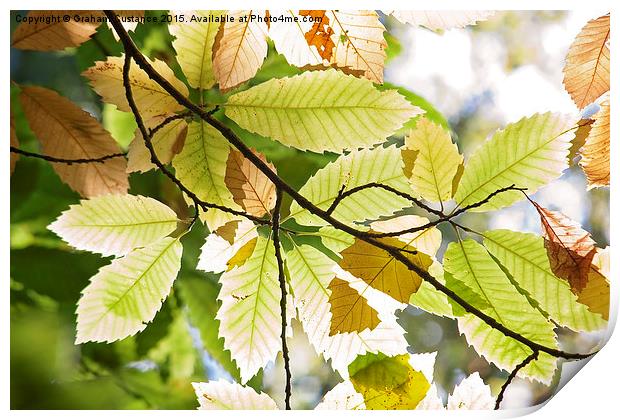 Autumn Leaves Print by Graham Custance