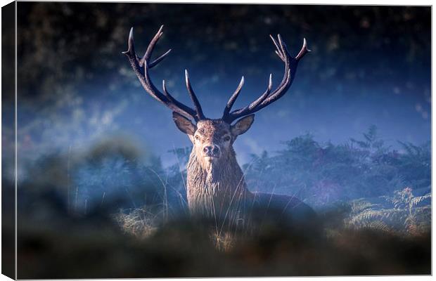   Red Deer Stag Canvas Print by Ian Hufton