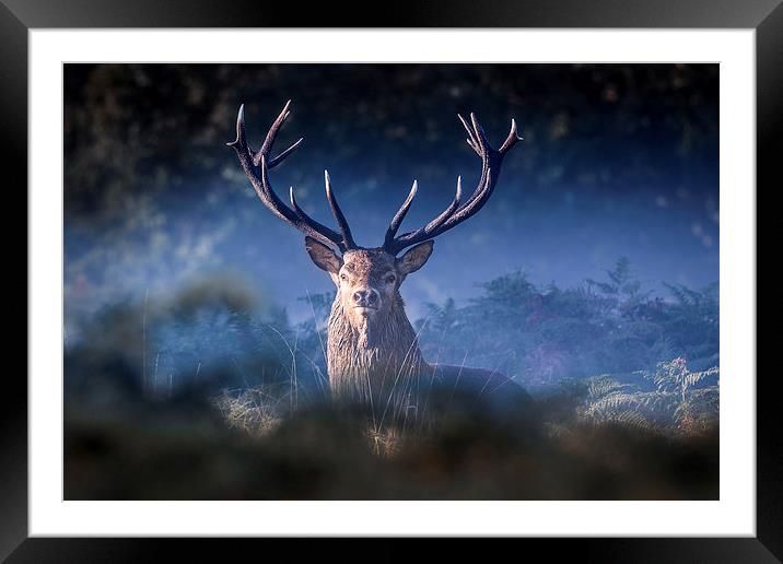   Red Deer Stag Framed Mounted Print by Ian Hufton