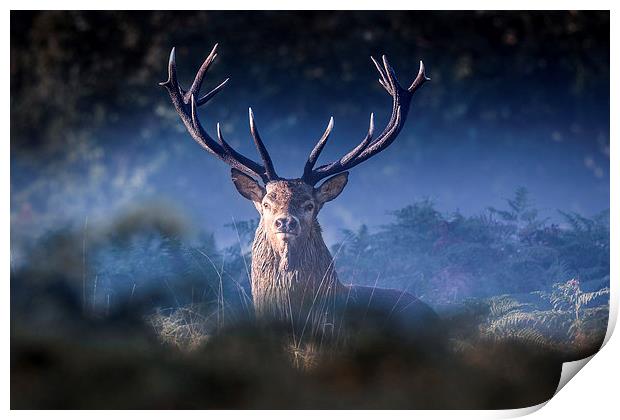   Red Deer Stag Print by Ian Hufton