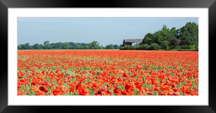  Poppy field Framed Mounted Print by Dan Ward