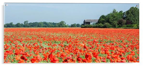  Poppy field Acrylic by Dan Ward