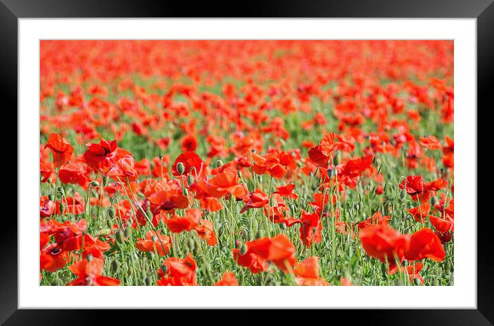  Poppies up close Framed Mounted Print by Dan Ward