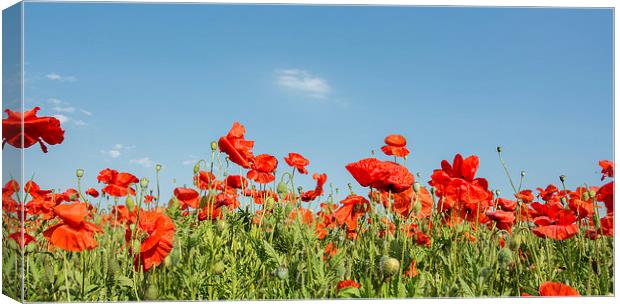  Poppies in the wind Canvas Print by Dan Ward