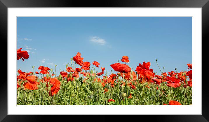  Poppies in the wind Framed Mounted Print by Dan Ward