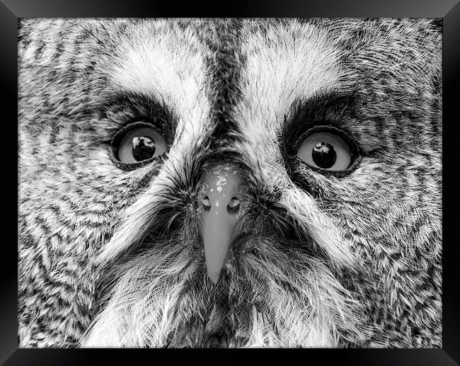 Great Gray Owl Black And White Framed Print by Neil Vary