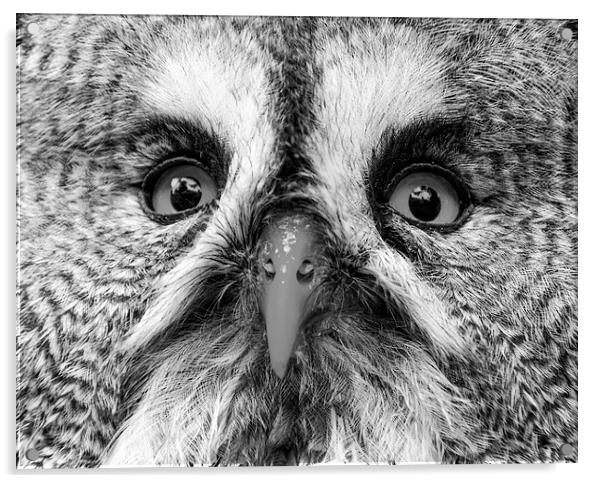 Great Gray Owl Black And White Acrylic by Neil Vary
