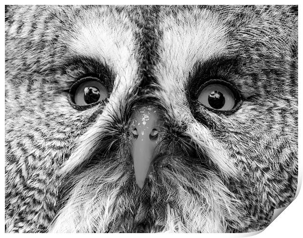 Great Gray Owl Black And White Print by Neil Vary