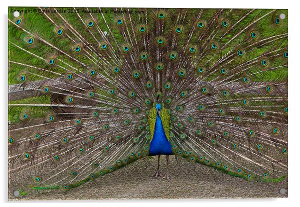  Colourful Peacock Acrylic by Ernie Jordan