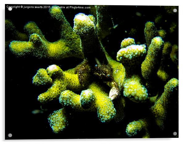  hairy coral crab Acrylic by jurgens swarts