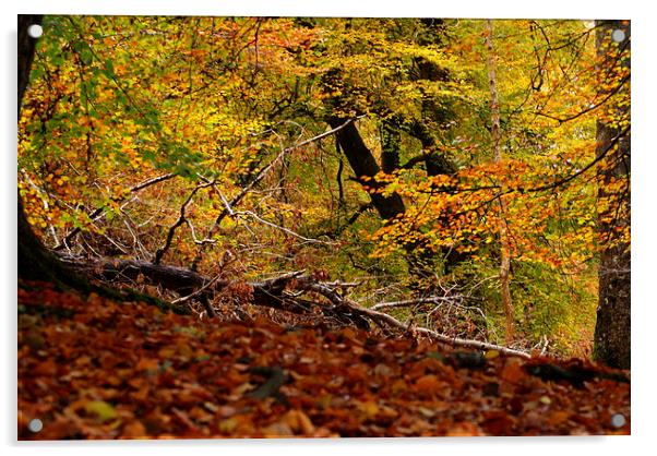 Autumn Acrylic by martin davenport