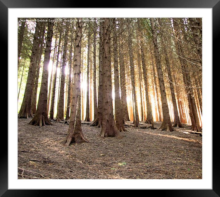  Woodland autumn sunrays Framed Mounted Print by Debbie Cox