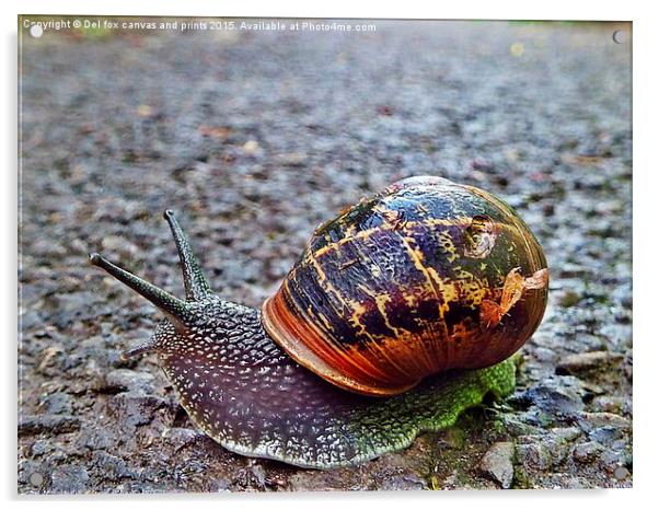  Battered snail shell Acrylic by Derrick Fox Lomax