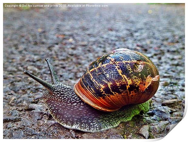 Battered snail shell Print by Derrick Fox Lomax