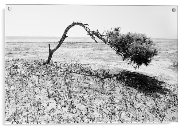  BEACH TREE Acrylic by Richard Krawiec