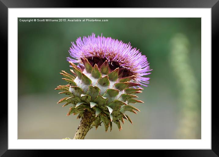  Big Thistle Framed Mounted Print by Scott Williams