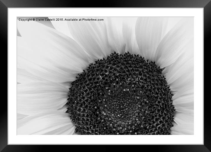  Sunflower Framed Mounted Print by Claire Castelli