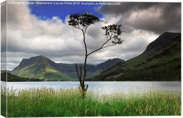 Lone tree, Fleetwith Pike and Haystacks from Butte Canvas Print by Louise Heusinkveld