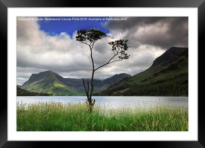 Lone tree, Fleetwith Pike and Haystacks from Butte Framed Mounted Print by Louise Heusinkveld