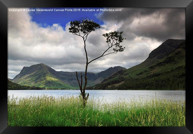 Lone tree, Fleetwith Pike and Haystacks from Butte Framed Print by Louise Heusinkveld