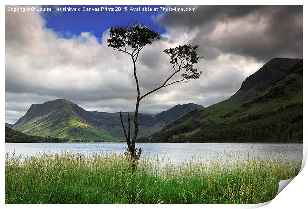 Lone tree, Fleetwith Pike and Haystacks from Butte Print by Louise Heusinkveld