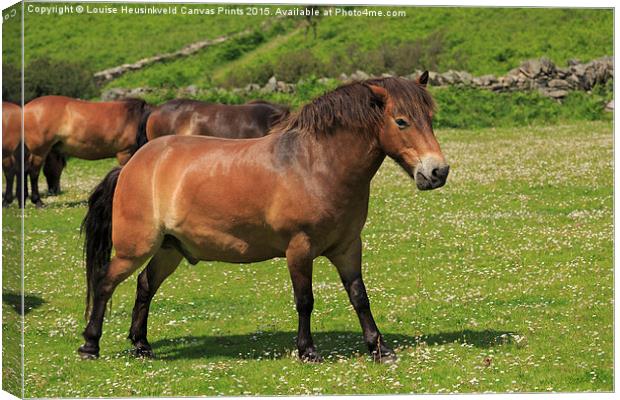 Exmoor ponies grazing Canvas Print by Louise Heusinkveld