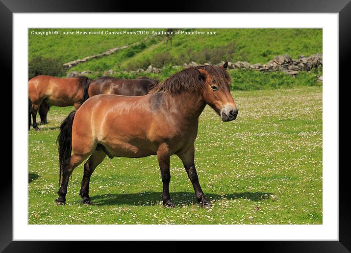 Exmoor ponies grazing Framed Mounted Print by Louise Heusinkveld